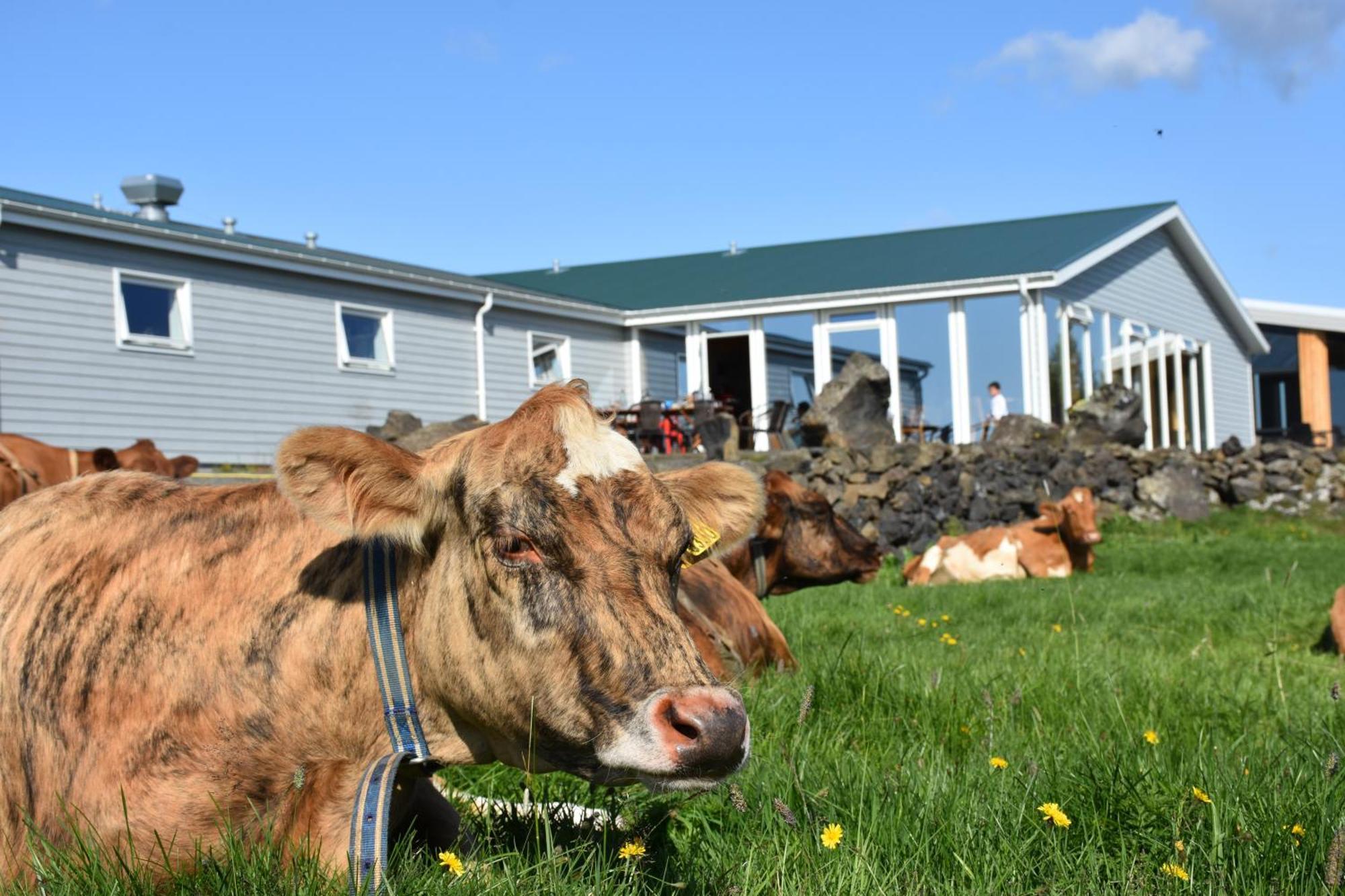 Vogafjós Farm Resort Myvatn Exterior foto